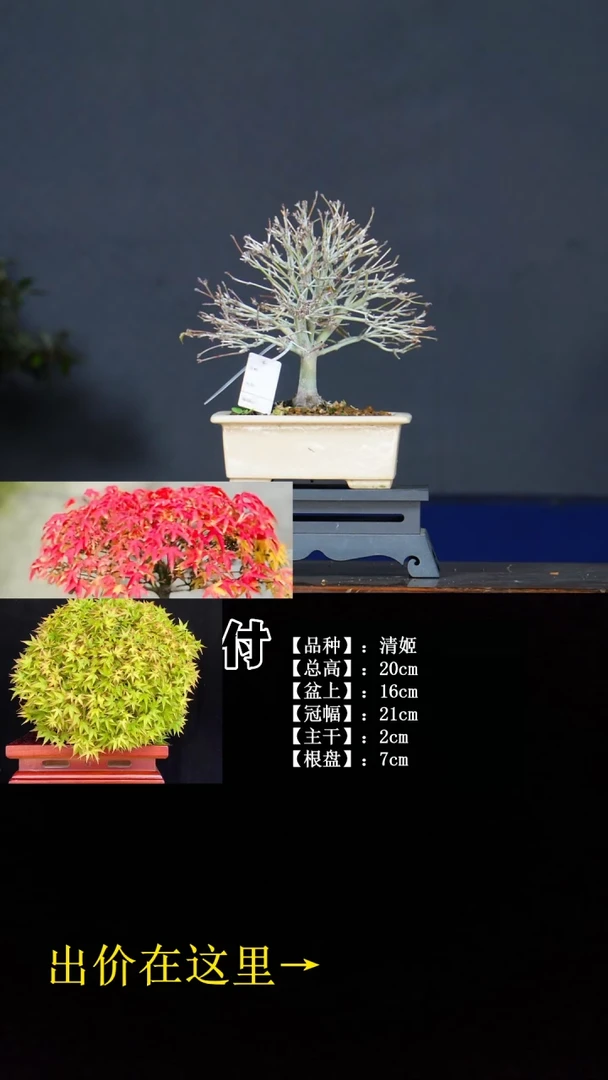 无花朵清姬 不包邮
