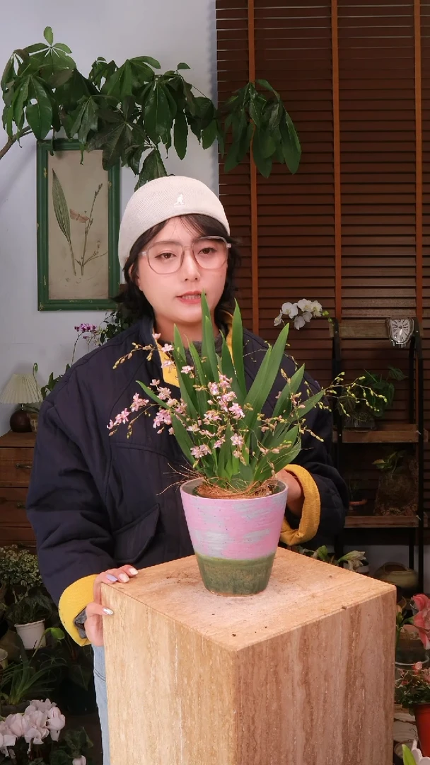 全部花朵 梦香兰  带盆 种好发货 顺丰包邮