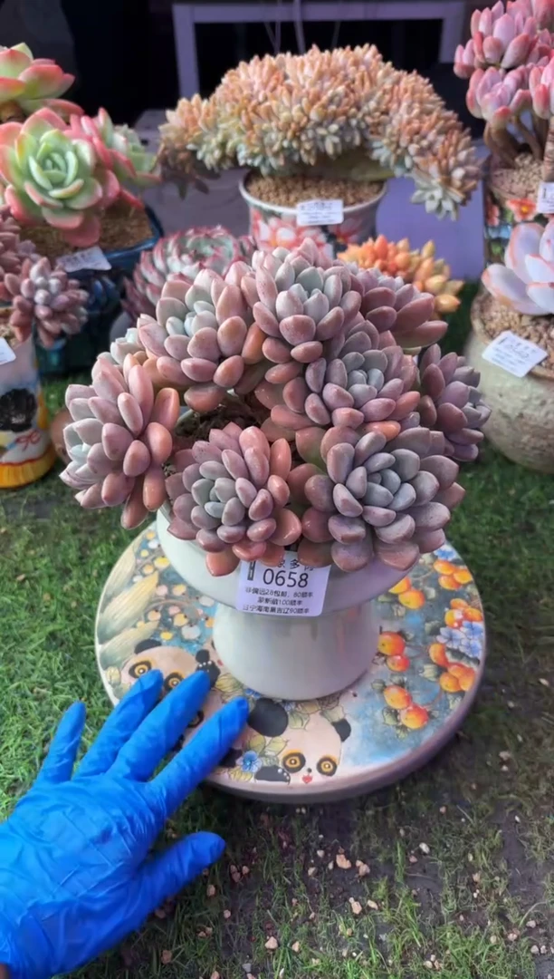 昆明印象多肉0658