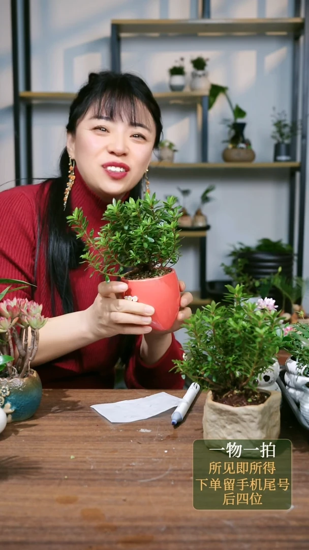 【闪购商品】130--7276早乙女杜鹃红