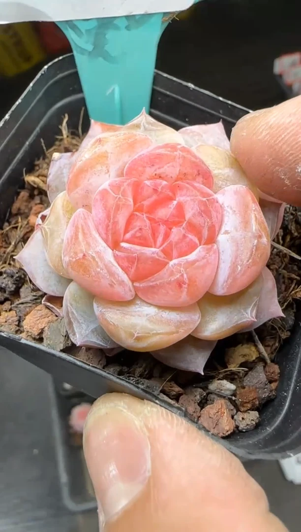 【闪购商品】一物一拍0211—490