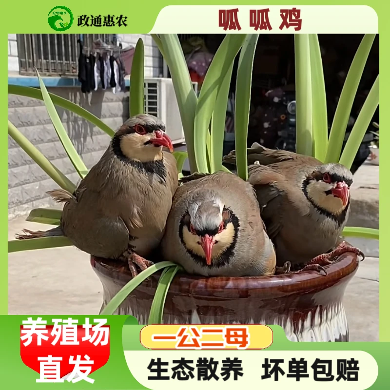 政通惠农呱呱鸡咕咕鸡散养小飞龙土鸡蛋顺丰包邮呱呱鸡活鸡