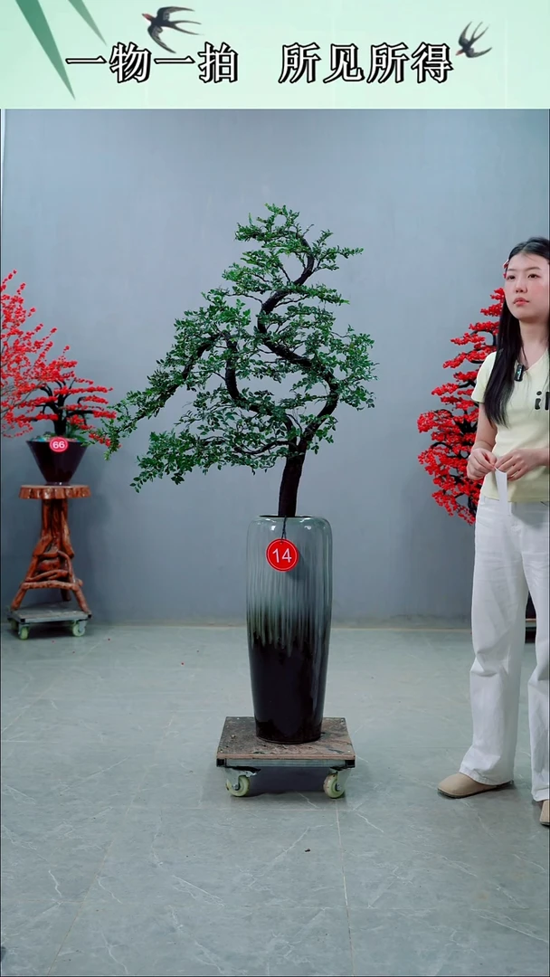 无花朵一*花广东小叶紫檀