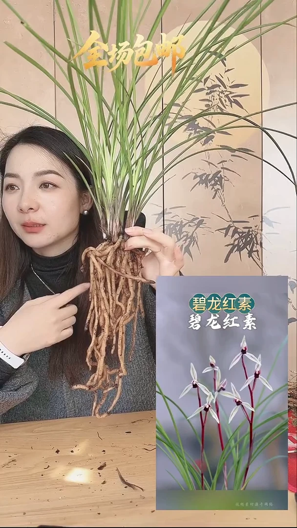 当前无花栽培后可以开花：碧龙红素