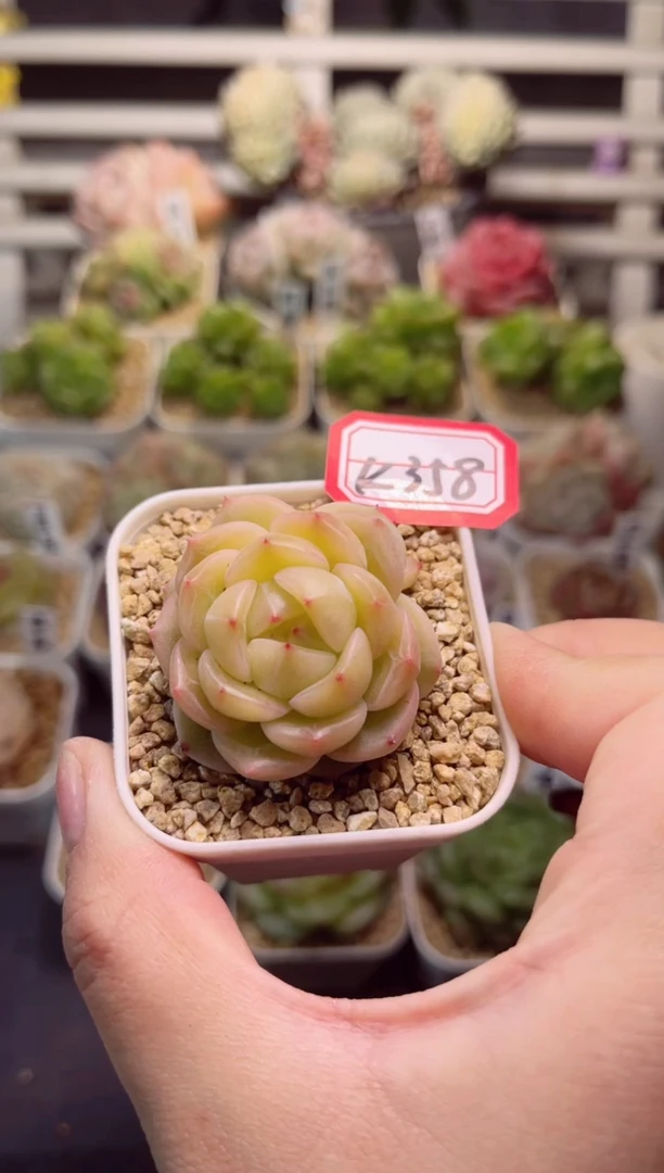 【闪购商品】K358金饭碗一物一拍