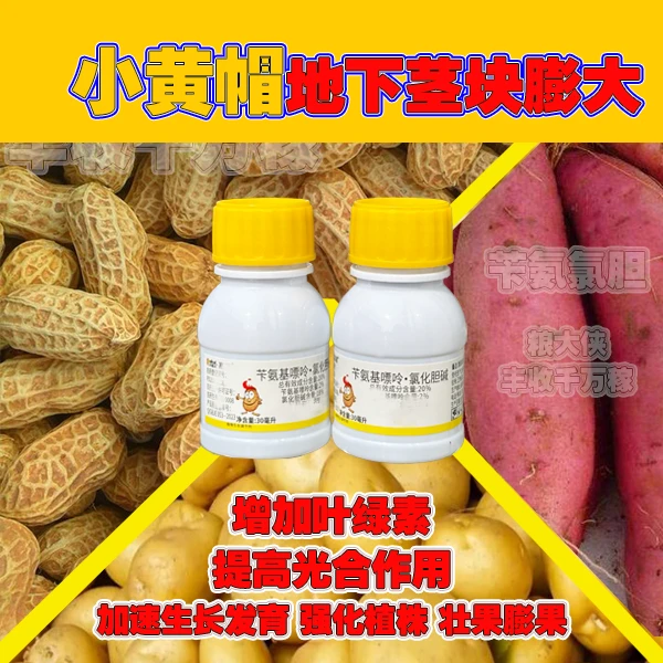 【小黄帽】地下茎块膨大通用,花生,大蒜,生姜,土豆红薯等增产新配方