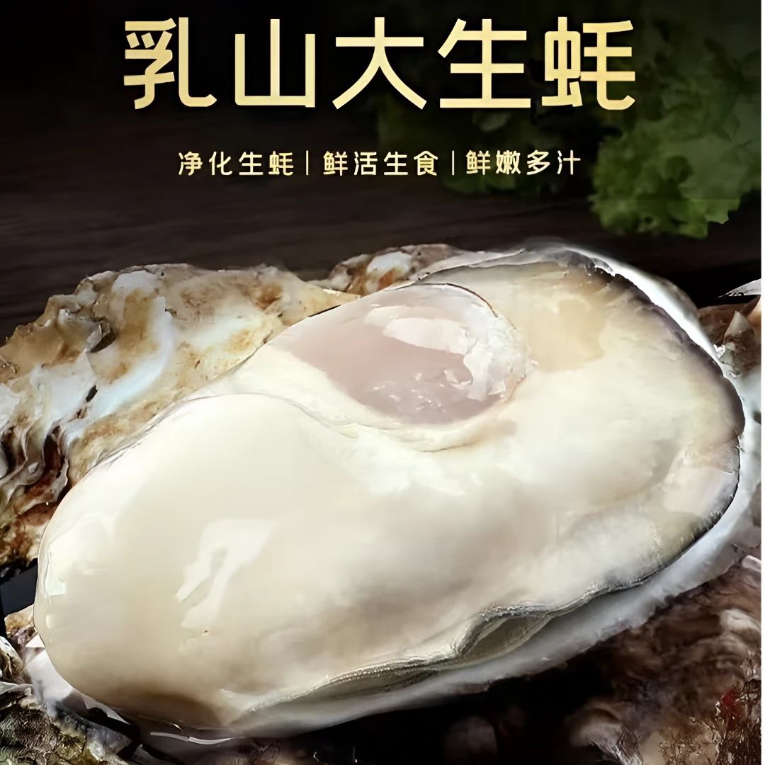 s【到手10斤】正宗精品乳山生蚝 7-9两蚝王 鲜活海鲜乳山产地直发