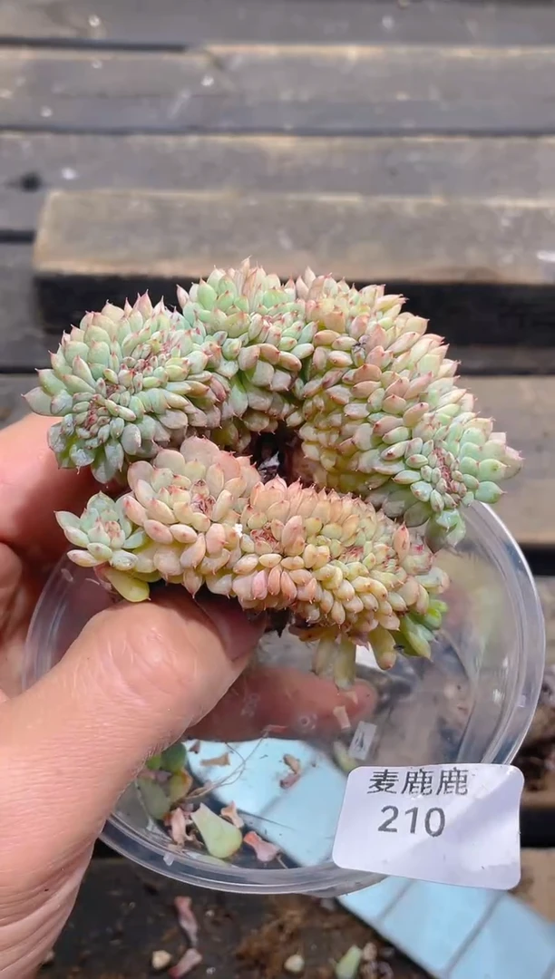 210白胖子缀化      量拍2颗