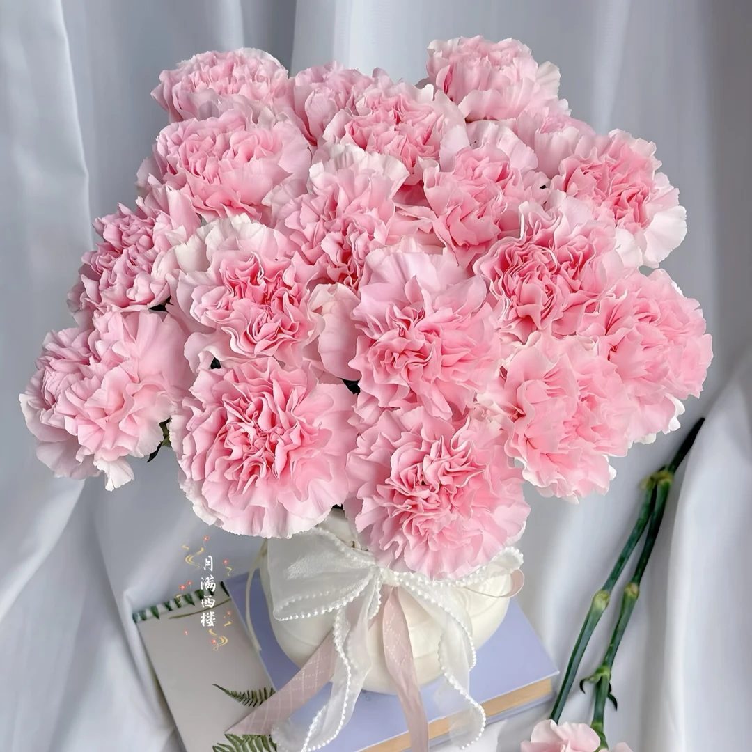 【云舍花卉】【粉佳人】单头康乃馨 全场鲜花任意满2单及以上包邮发货