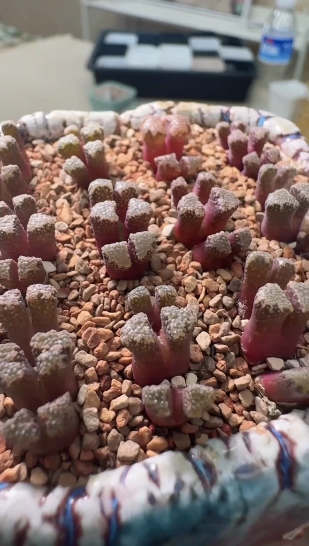 2-28美丽的多肉植物火柴一颗