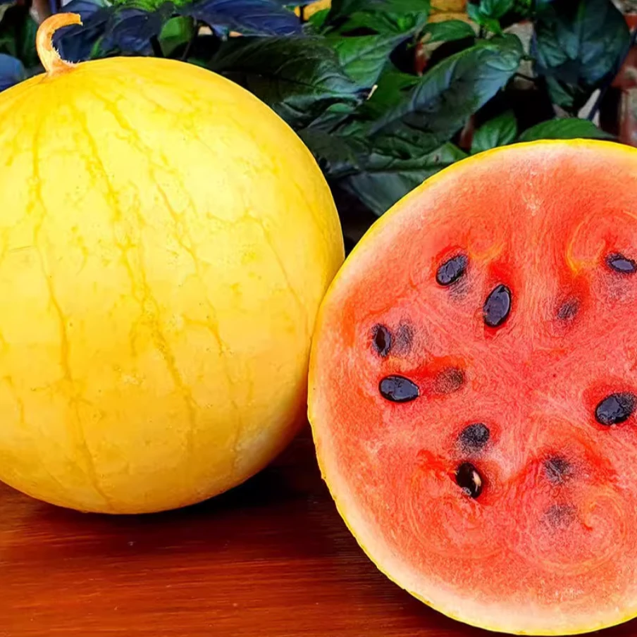 【S】黄皮红心金麒麟西瓜种子早熟黄皮红瓤西瓜超甜薄皮商品图