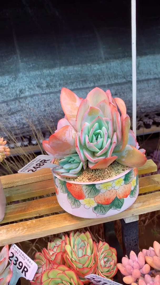 248R 布鲁兰 (一物一拍实付满28发货，默认不带盆土）