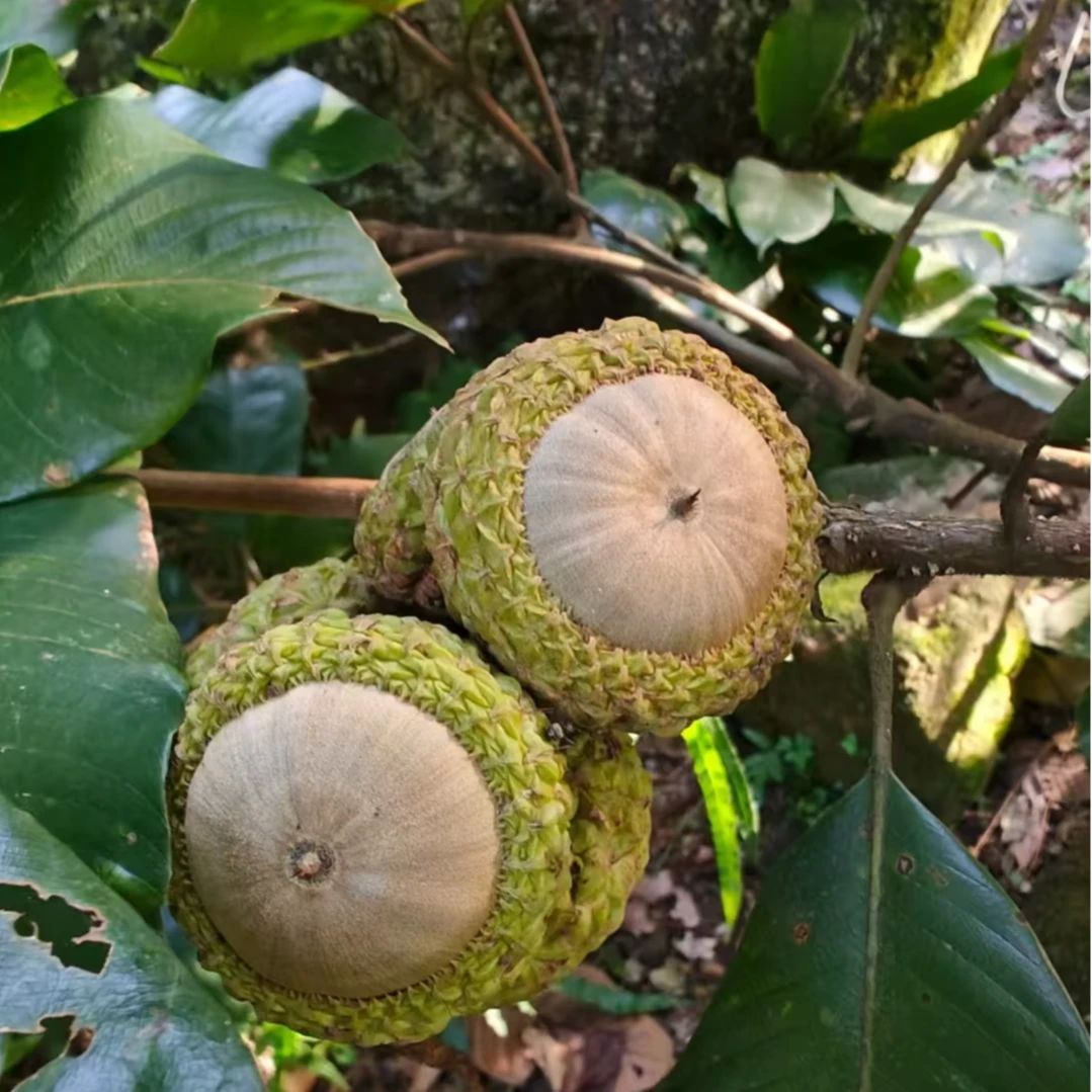 精选山货 石头果 100克 250克 500克 达人专属2 非百合