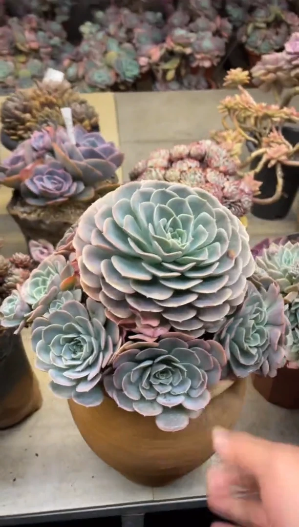 【闪购商品】188天赐