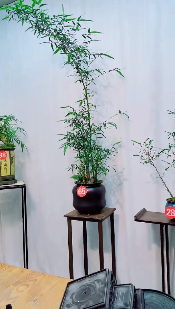 竹子盆景竹子盆景竹子盆景