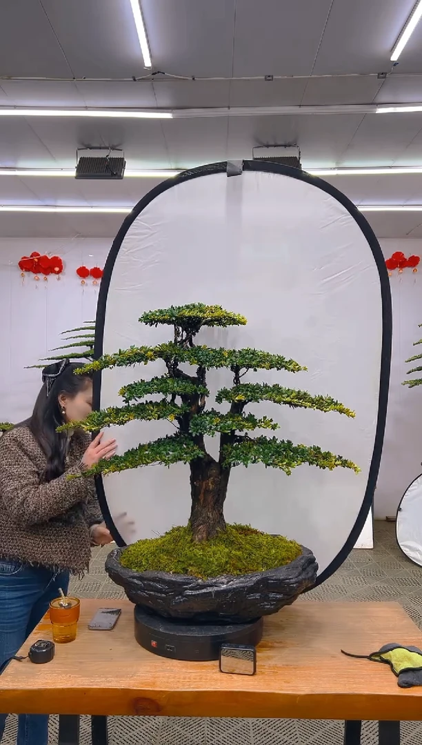 【闪购商品】盆景1