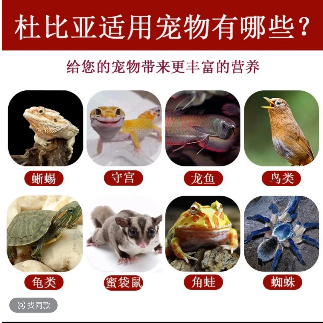 杜比亚蟑螂昆虫活饵饲料适用于蜥蜴守宫龟龙鱼等爬宠
