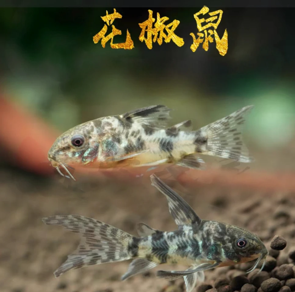 高鳍花椒鼠鱼2厘米左右（任意凑三单发货 一单不发）