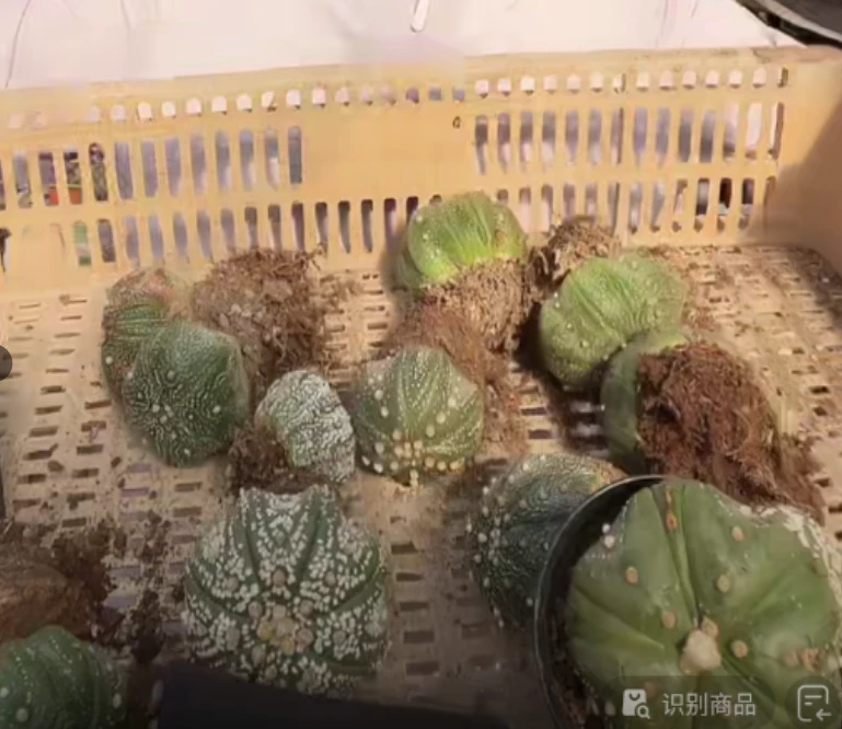 二妹园艺【  2颗  瑕疵清货星兜  实生根 】脱土随机发货