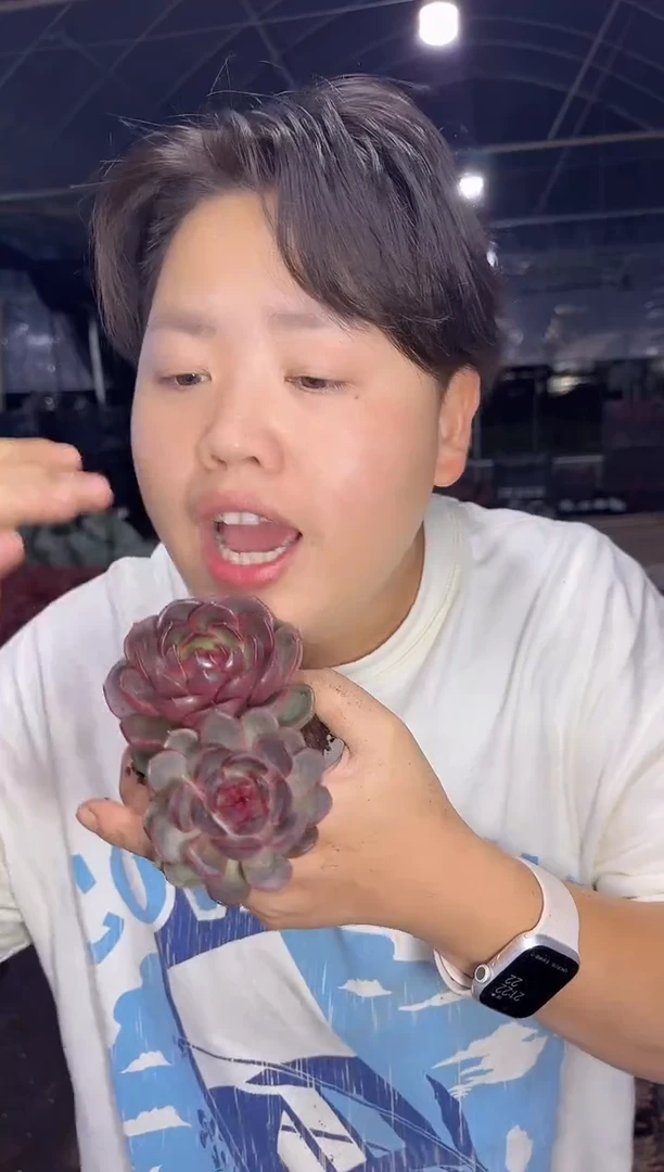 双头溜溜球 6.88