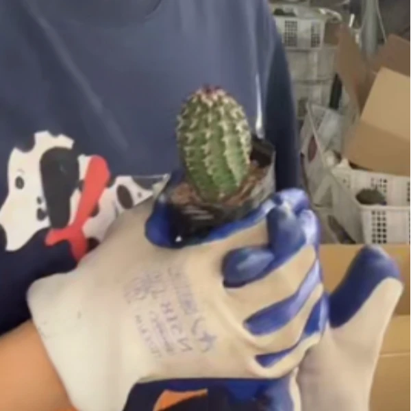 二妹园艺【 1颗 达氏青花虾  实生根 】脱土随机发货