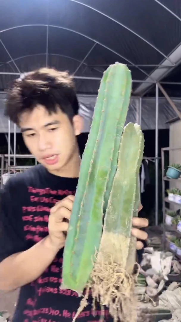 【带根】20cm+30cm【无根】量天尺