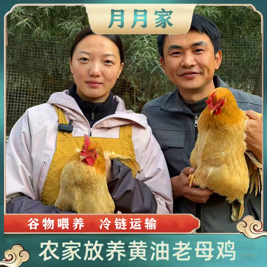 买3送1 两年散养老母鸡 半净膛 带鸡胗 到手共4只净重9-10斤