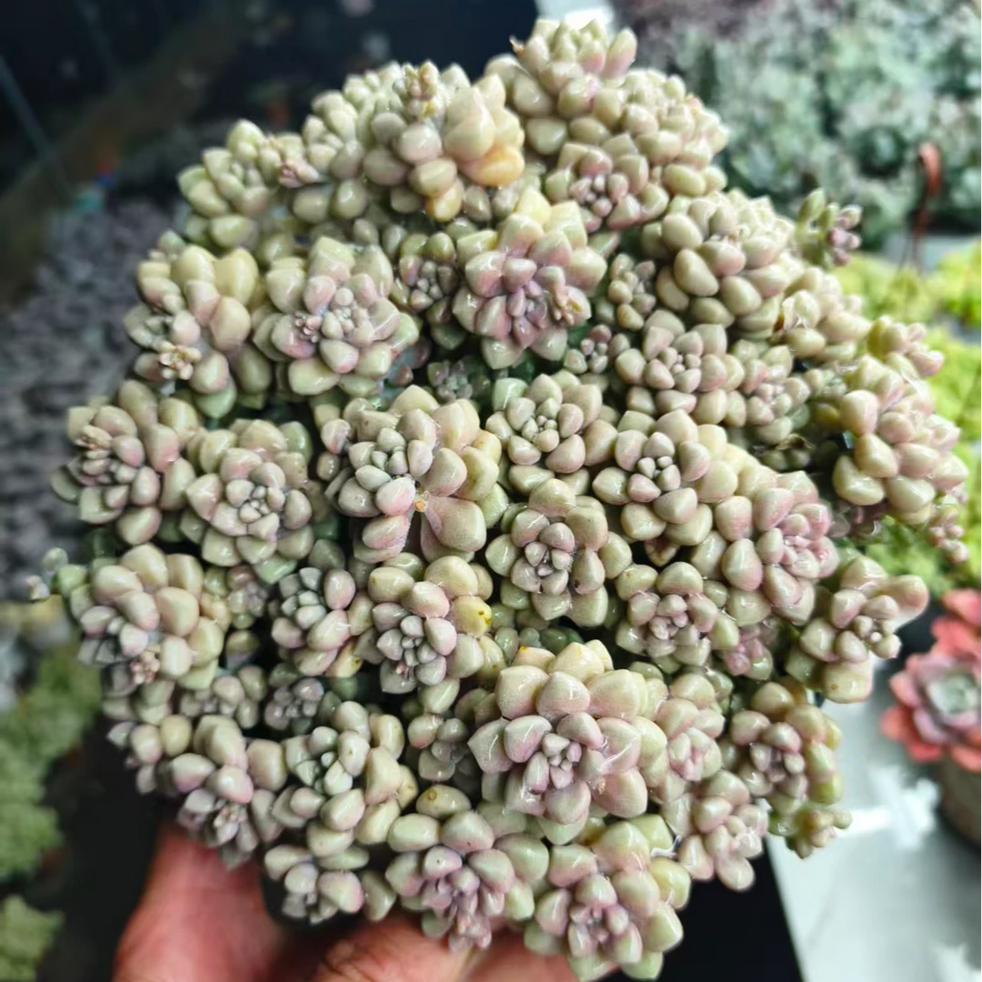 丸叶姬秋丽多肉植物源头栽种易活适合办公室阳台美观净化空气