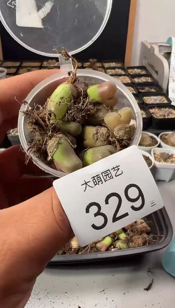 一物一拍        --329