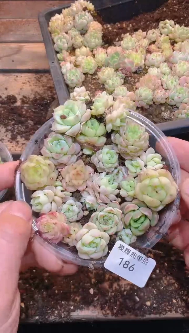 186A级麦秆女王   量拍