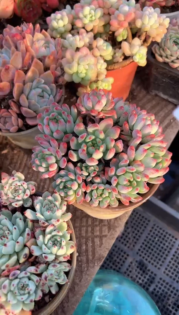 奶****?多肉植物一物一拍01332