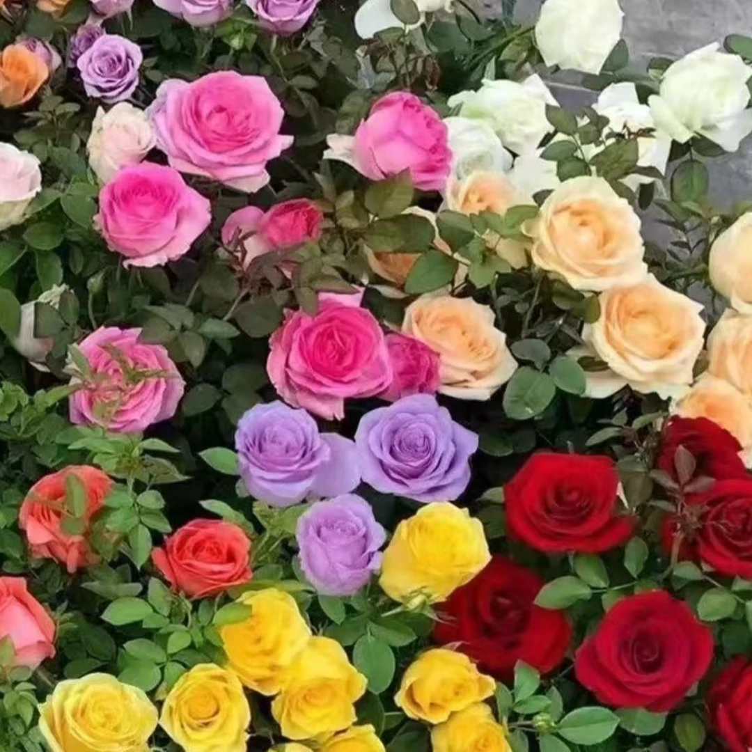 【爆款热卖】玫瑰花苗/月季花苗，适合新手种植成活率高打造私家花园