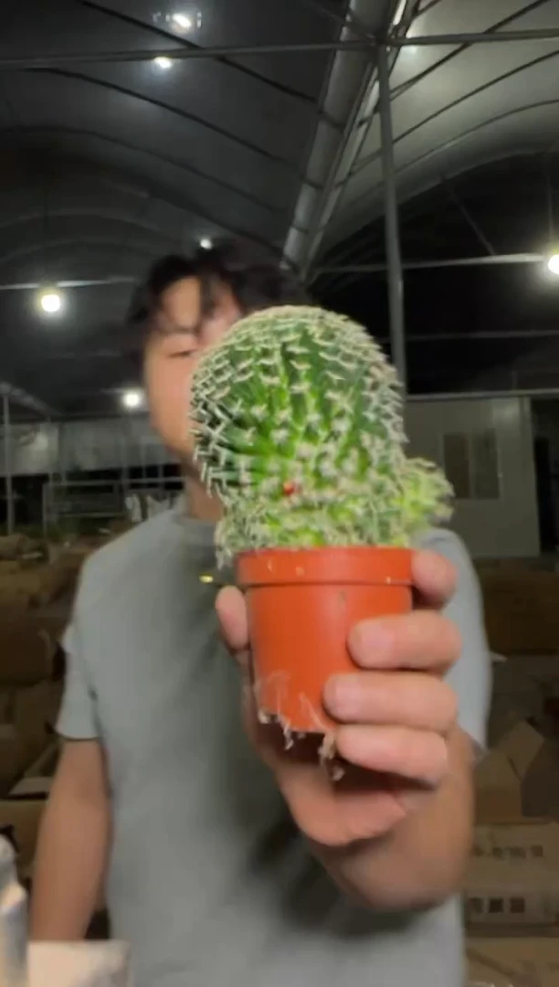 2颗 大单头 明星【实生根】