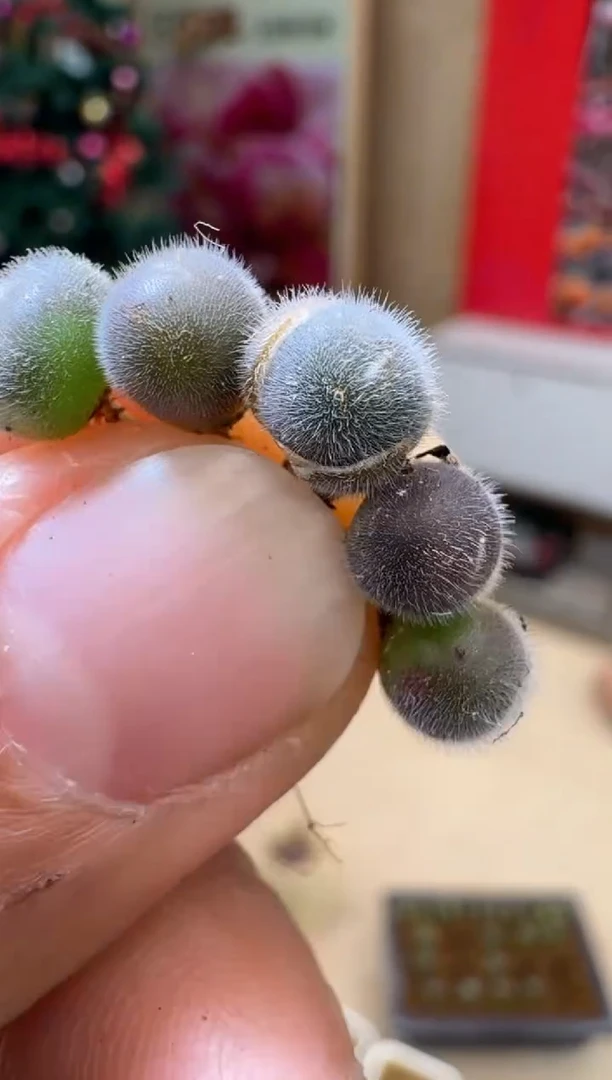 【闪购商品】19-57毛球一颗