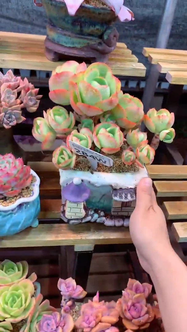 284W（一物一拍实付满28发货，默认不带盆土）