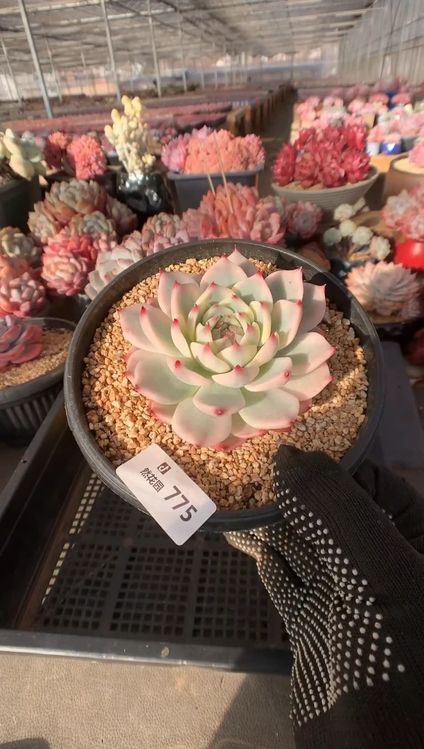 775吉娃娃锦多肉植物一物一拍