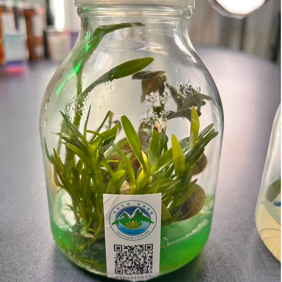 墨脱生态微景观瓶（金线草+金叉石斛）