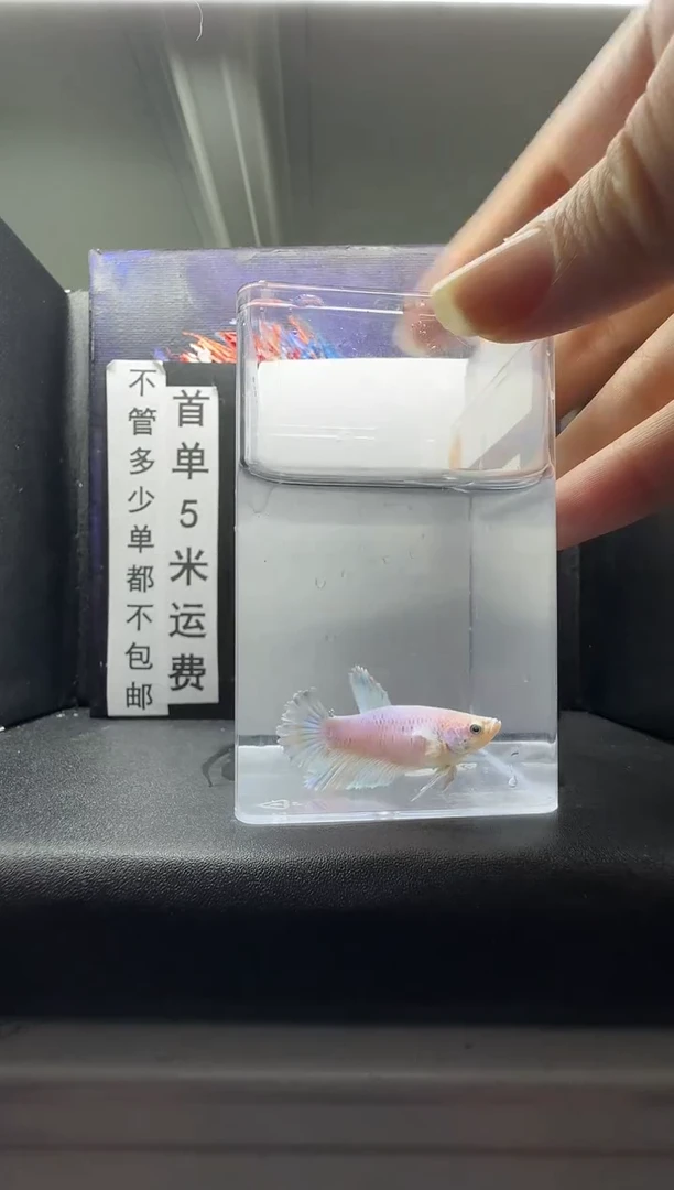 斗鱼母鱼编号：64