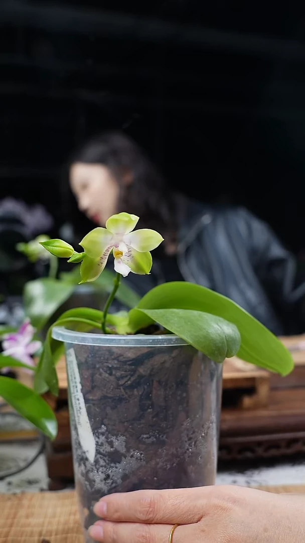 完全开放大盆种植 蓝色薄荷实生苗 带花苞