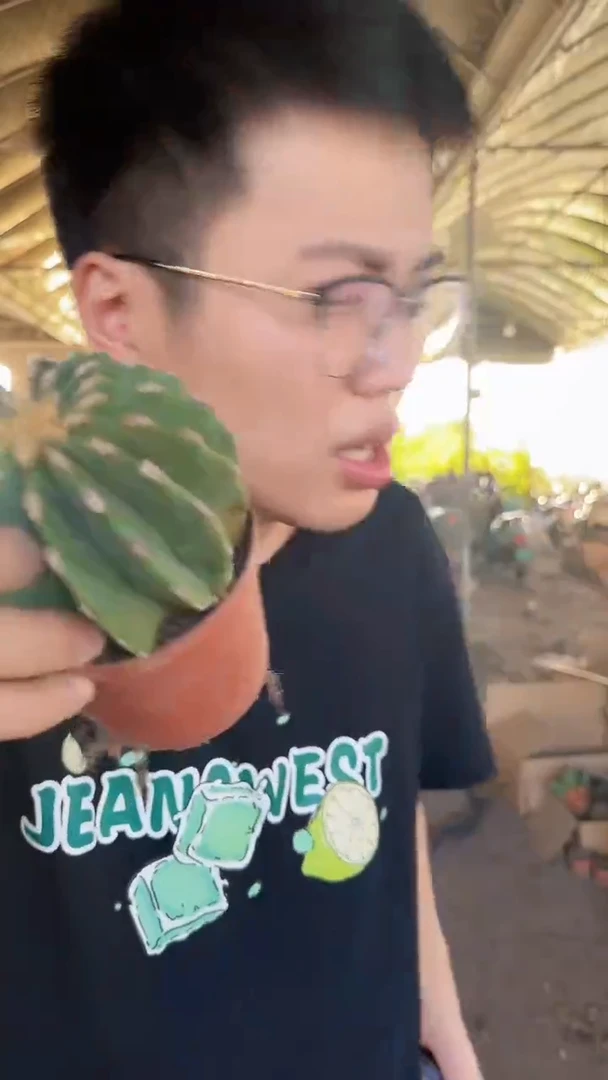 大号 无刺王冠龙
