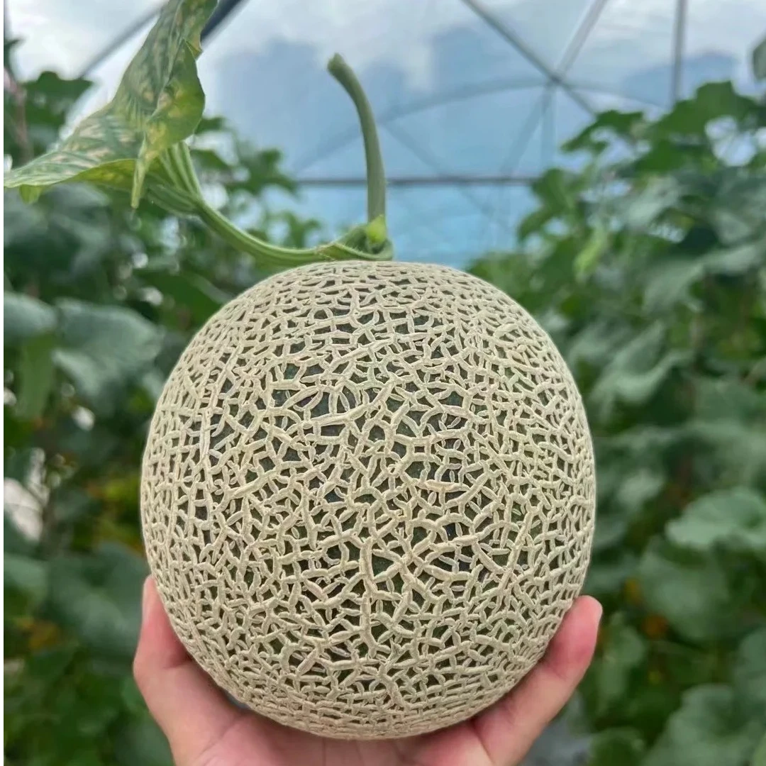 牛三网纹瓜 好吃到爆 【两颗装】