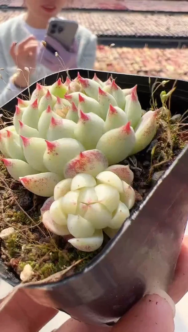 【闪购商品】新款多肉-34