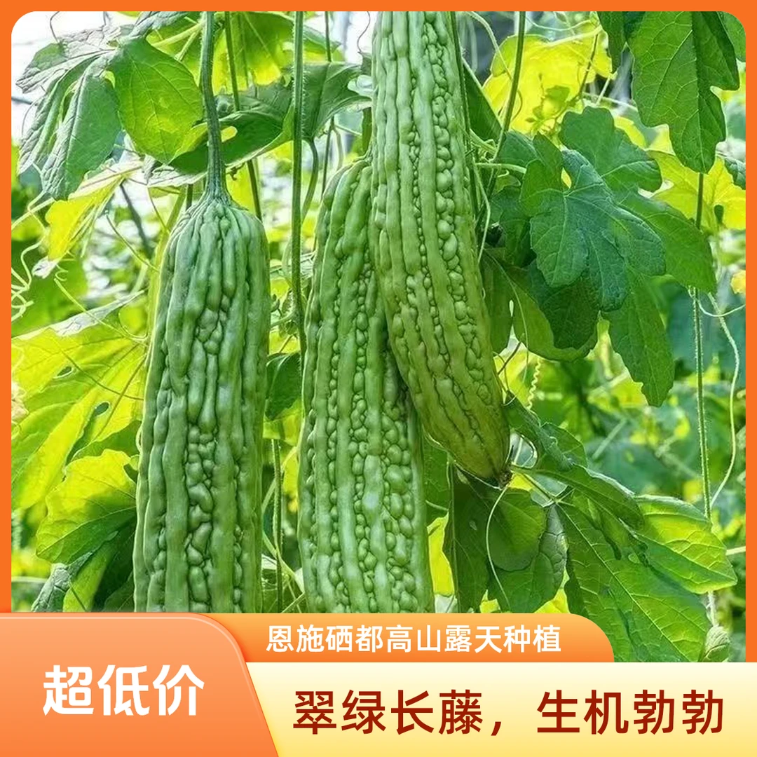 湖北恩施硒都高山苦瓜露天种植天然生长清凉解署