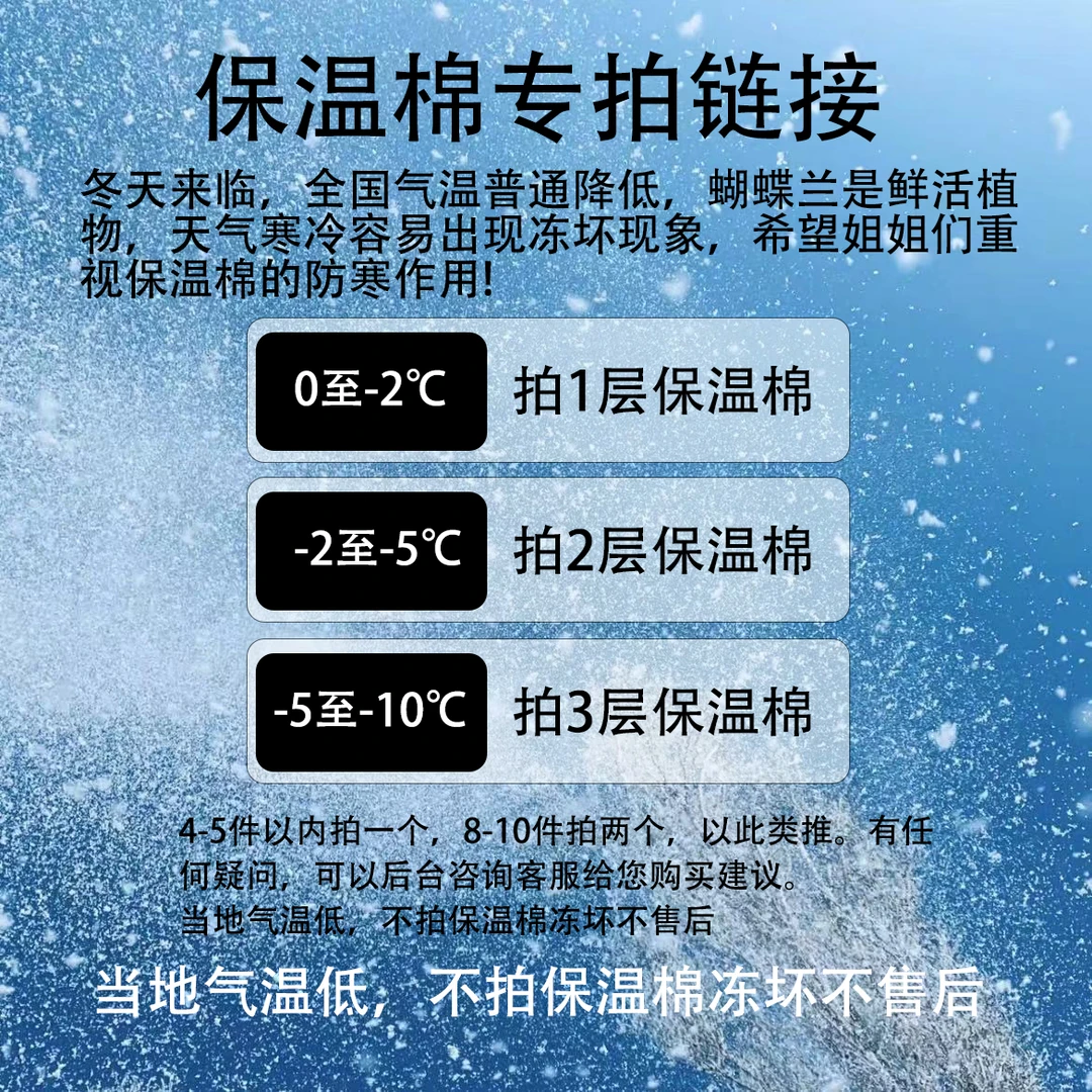 蝴蝶兰保温棉  天气冷拍