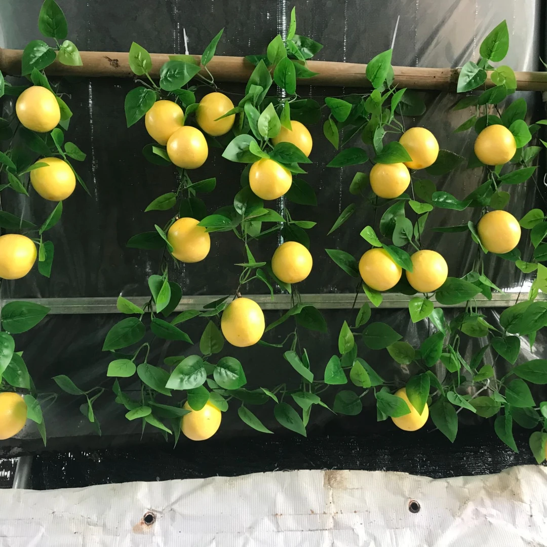 纯甜百香果四季爬腾盆栽地栽楼顶阳台庭院