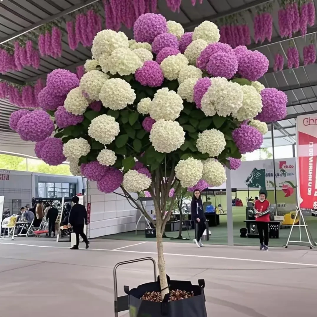 中华木绣球树苗盆栽四季开花室内外阳台绿植耐寒耐热好养驱蚊花卉