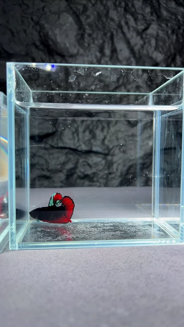 斗鱼竞拍链接S083