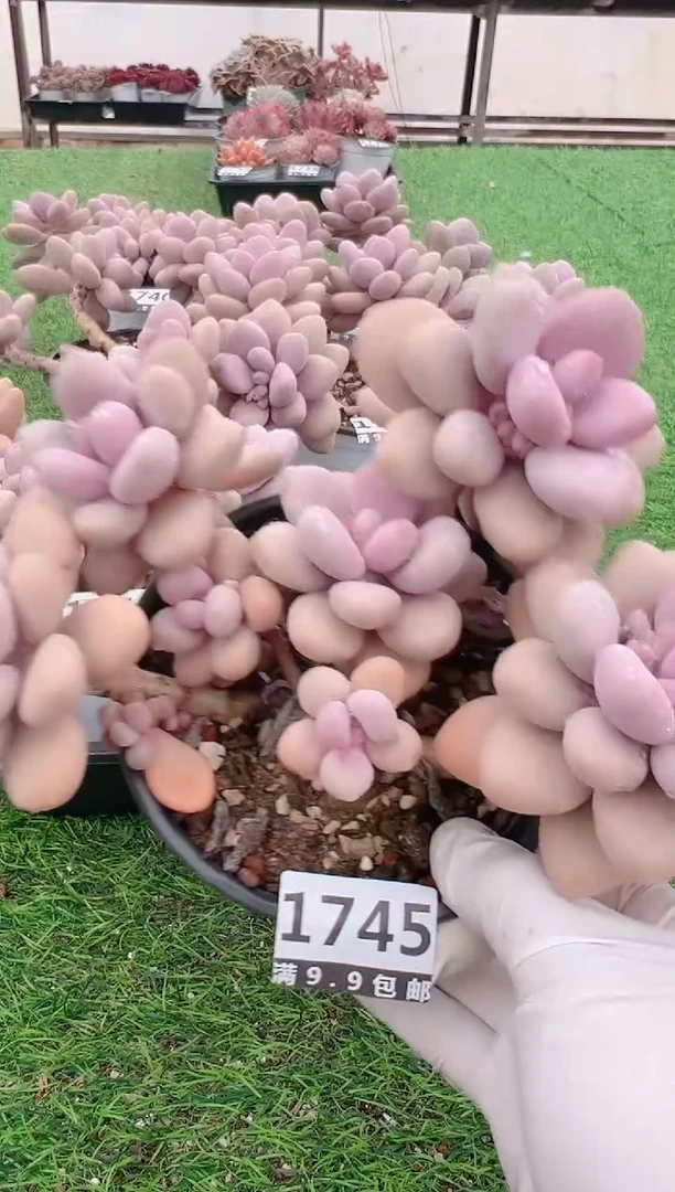 【闪购商品】信福多肉一物一拍