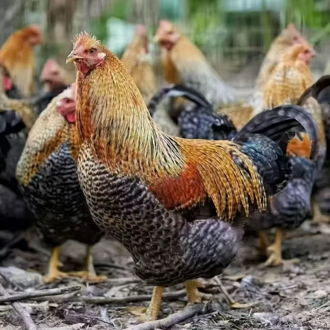 （半斤左右发货）芦花鸡农家散养整鸡肉质鲜美