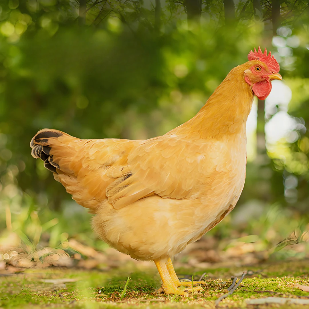 广宁本地三黄鸡母鸡高山放养180天顺丰发